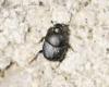 Onthophagus sp.